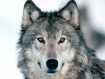 wolf-gray-color-beautiful-kewl1_zps14401d6a.jpg