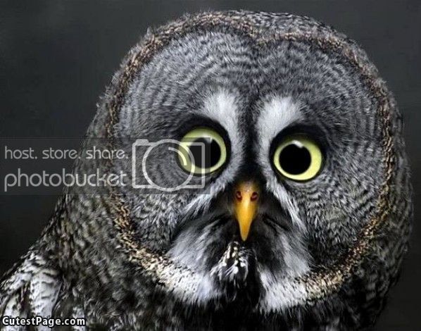 Owl_Eyes_zpsd27436c2.jpg