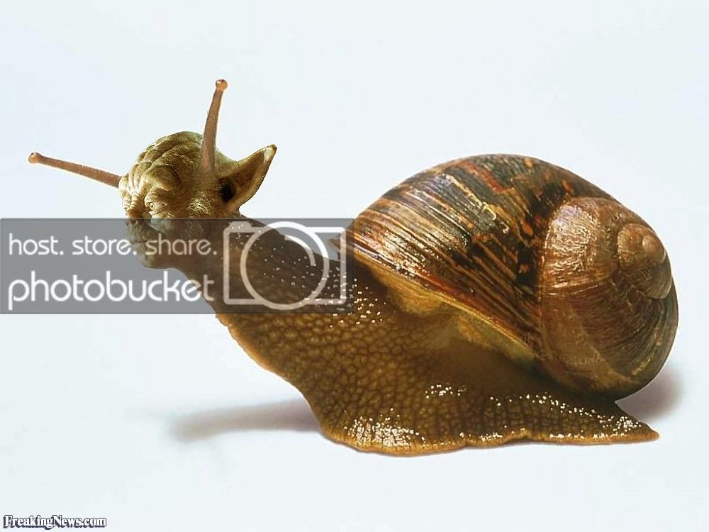 Yoda-Snail-58917_zpssxhwfazk.jpg