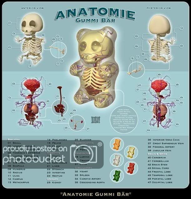 AnatomieGummiBar01.jpg