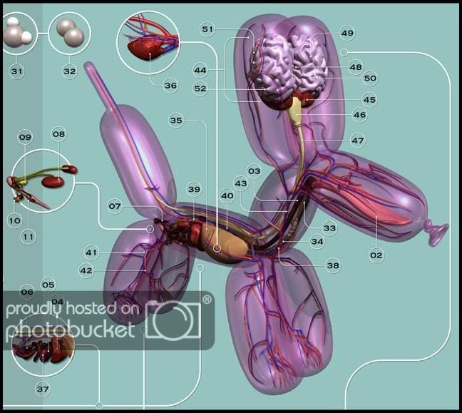 PneumaticAnatomica03.jpg