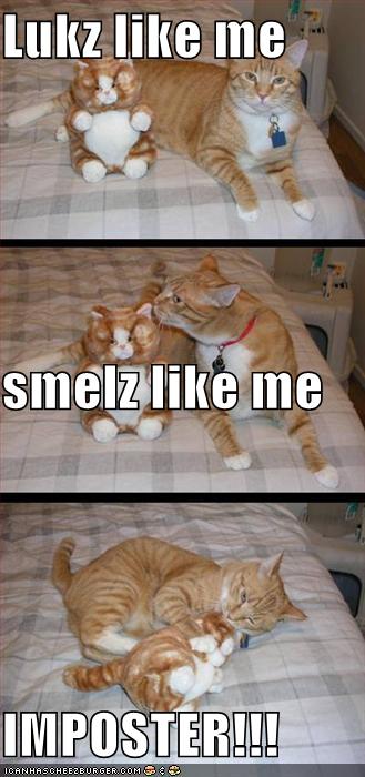 funny-pictures-ginger-cat-has-an-imposter.jpg