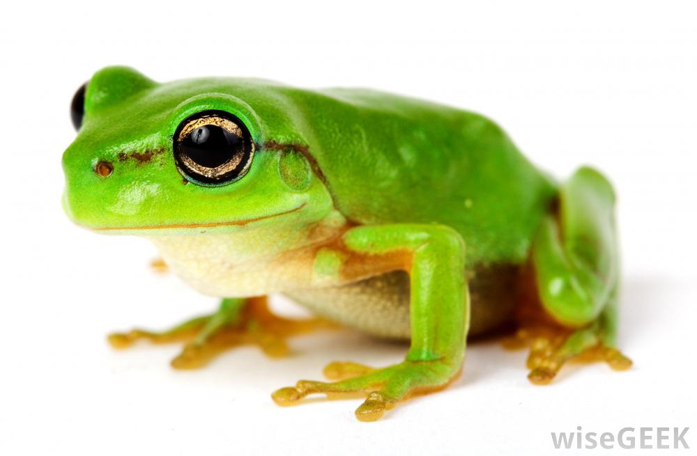 green-frog.jpg