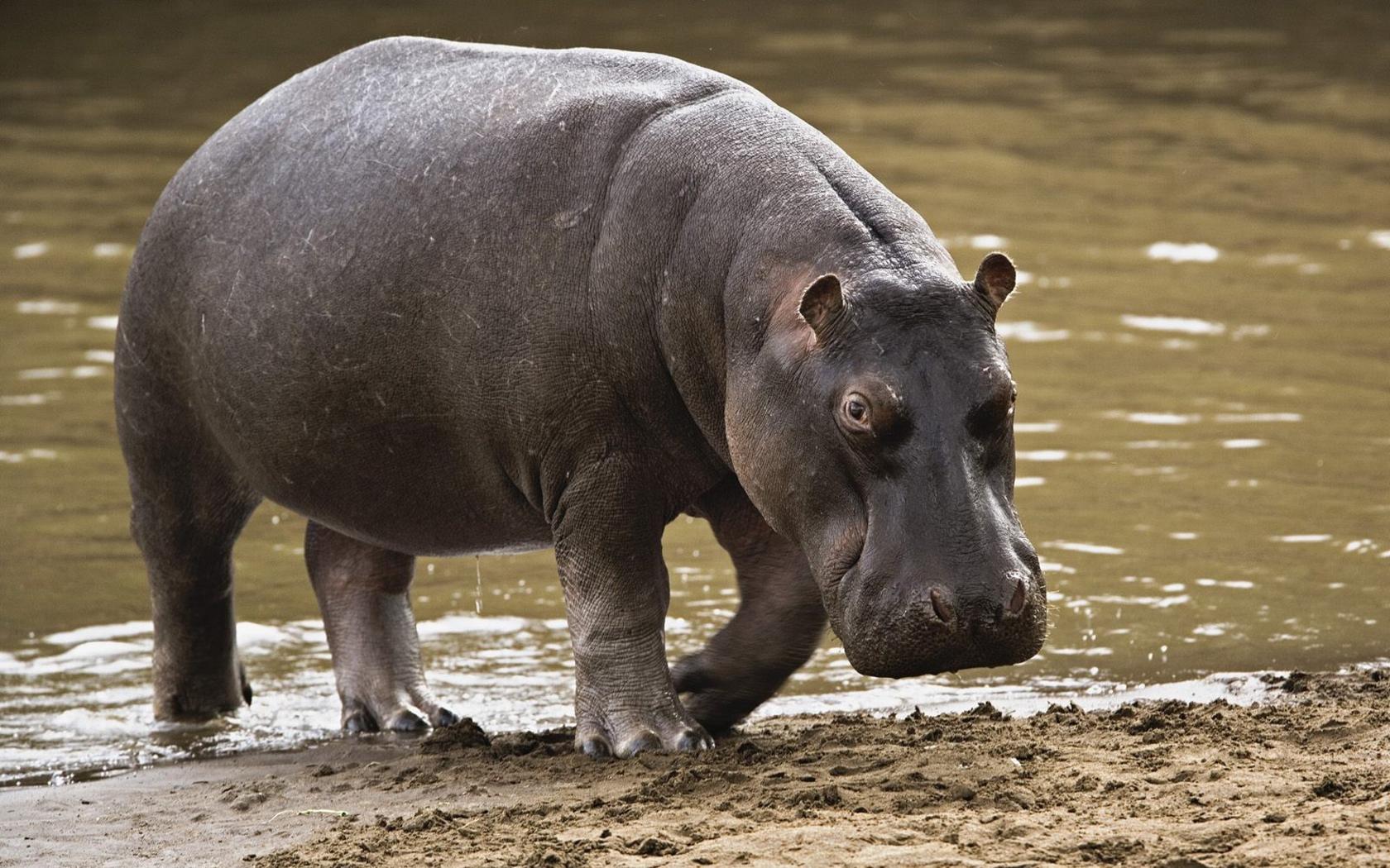 Hippo-Wallpaper-hippos-24491034-1680-1050.jpg