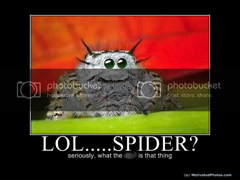 lol-spider.jpg