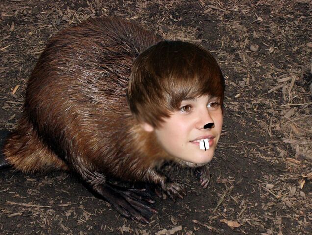 636px-Justin_beaver_by_pbwik-d3ju90y-1024x772.jpg