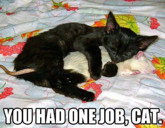 Cat-meme---You-had-one-job-cat.jpg