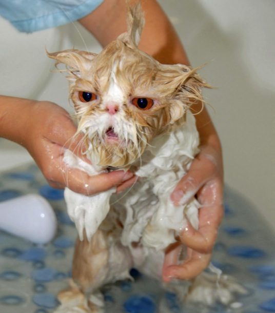 hilarious-wet-cats-17.jpg