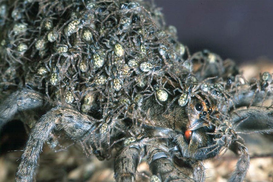 wolf-spider-and-babies.jpg