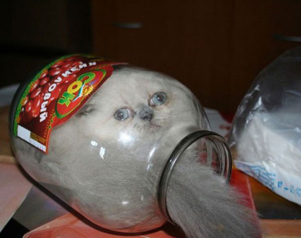 funny-liquid-cats-17.jpg