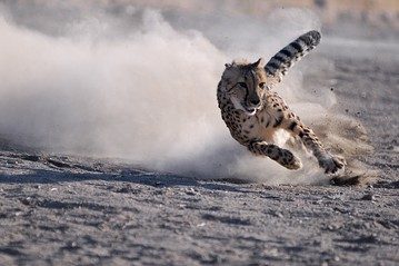 Cheetah_E_20081031161414.jpg