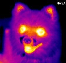 Infrared_dog-cropped.jpg