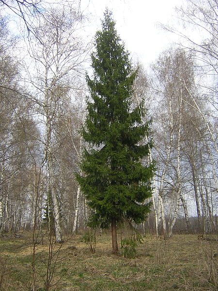 450px-Picea_abies_single_tree.jpg