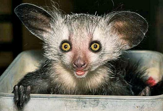 aye-aye2.jpg