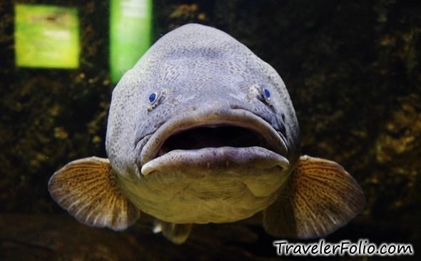 5941d1363353902-st-water-big-mouth-fish.jpg