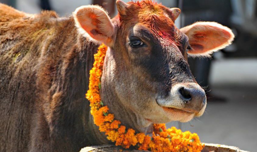 Hindu-Cow-Festival-Tihar-844x500.jpg