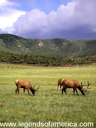 ColoradoElk-500.jpg