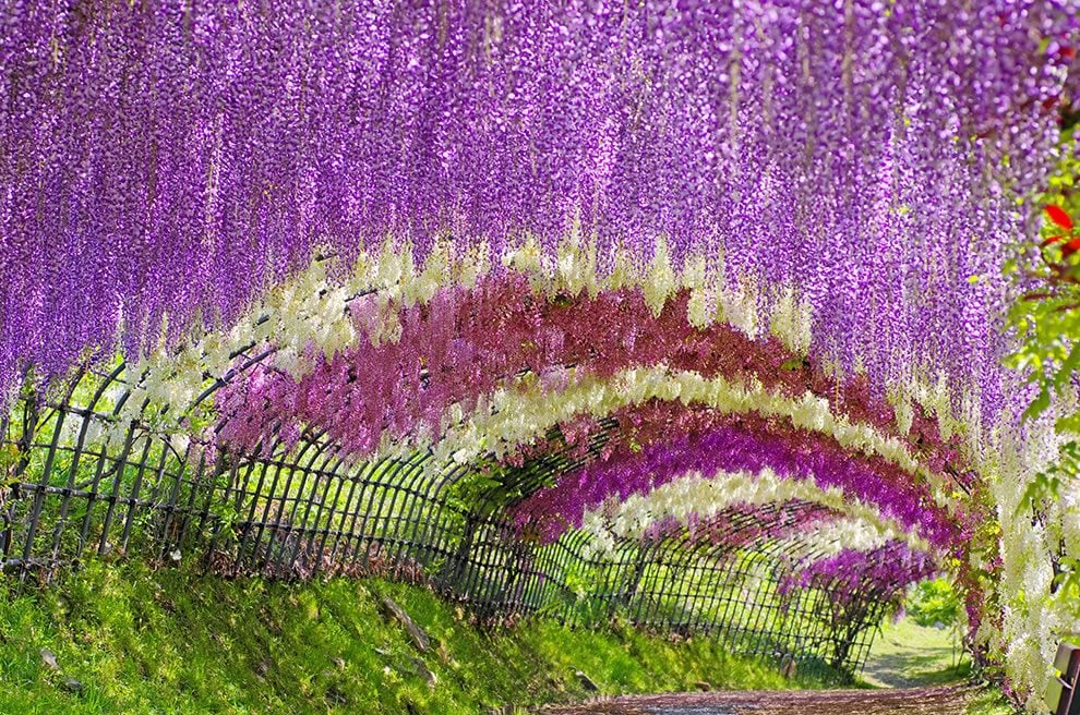 Wisteria-tunnel-in-Japan.jpg