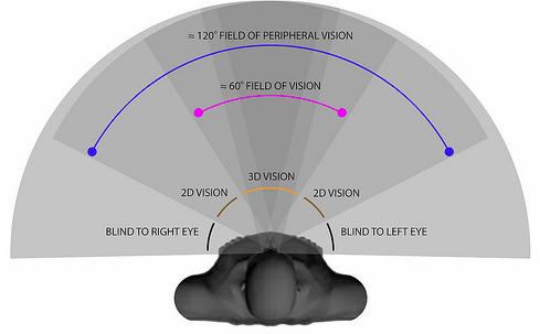 human-field-of-vision-showing-both-peripheral-vision-and-binocular-vision.jpg