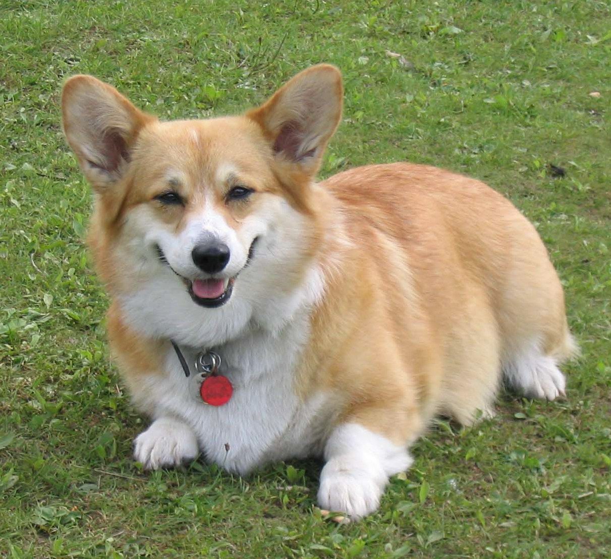 corgi.jpg