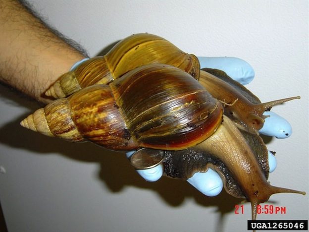 African-Giant-Land-Snail1.jpg