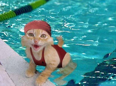 CatInPool.jpg