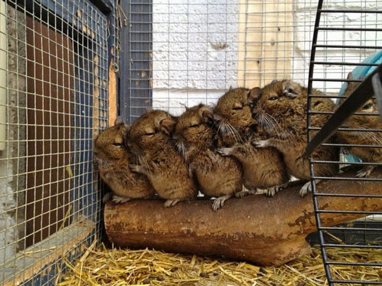 chinchilla-group-hug-big.jpg