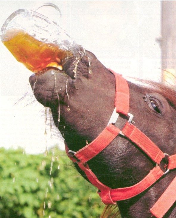 0905beer_drinking_horse.jpg