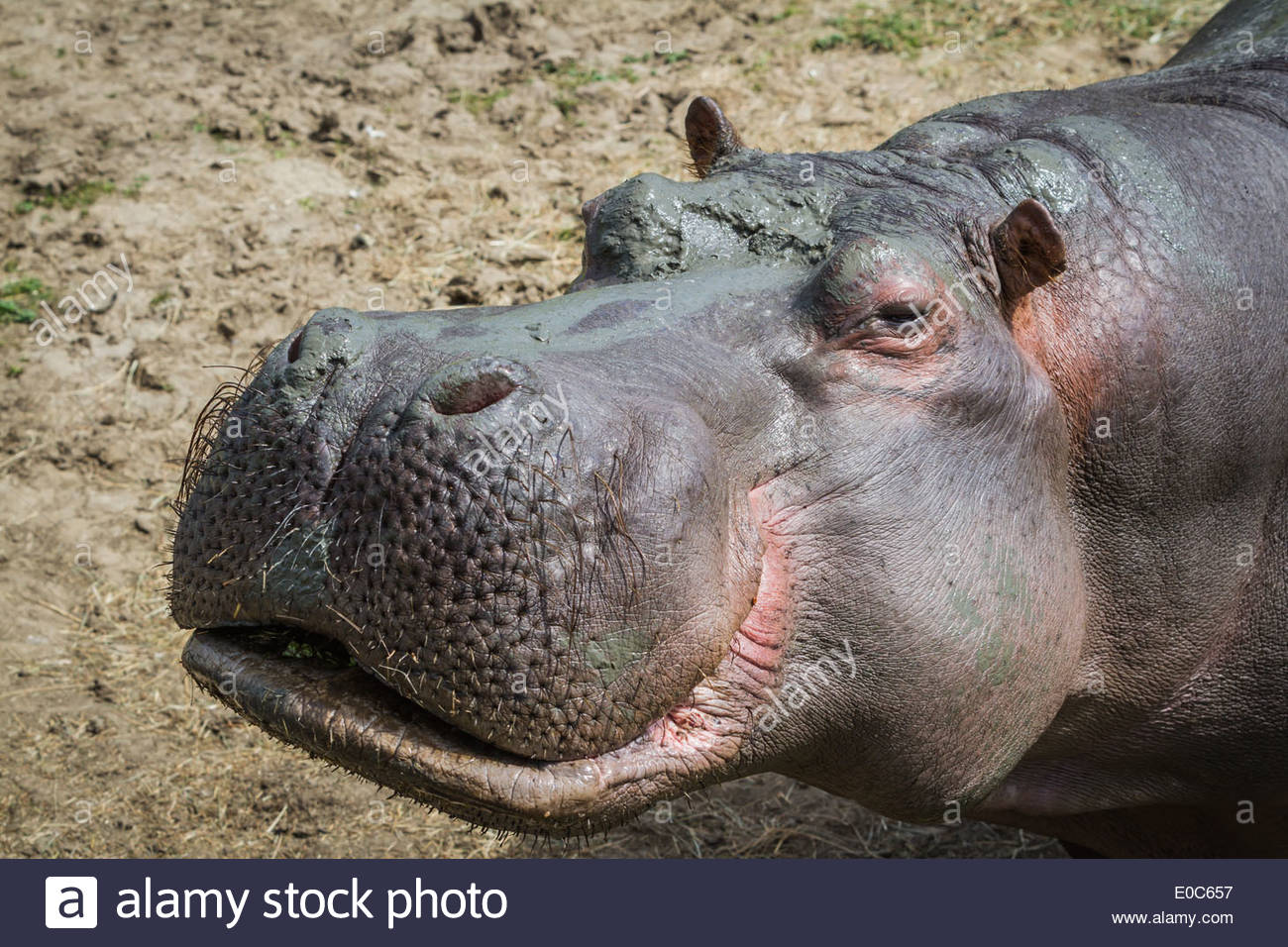 smiling-portrait-of-a-large-adult-male-hippo-at-the-zoo-E0C657.jpg