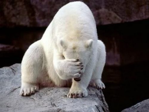 facepalm-polarbear.jpg