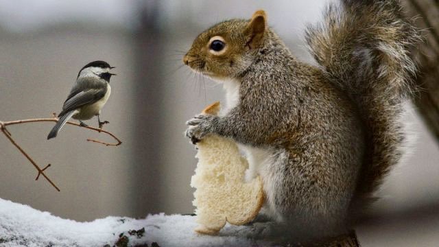 bird-squirrel.jpg