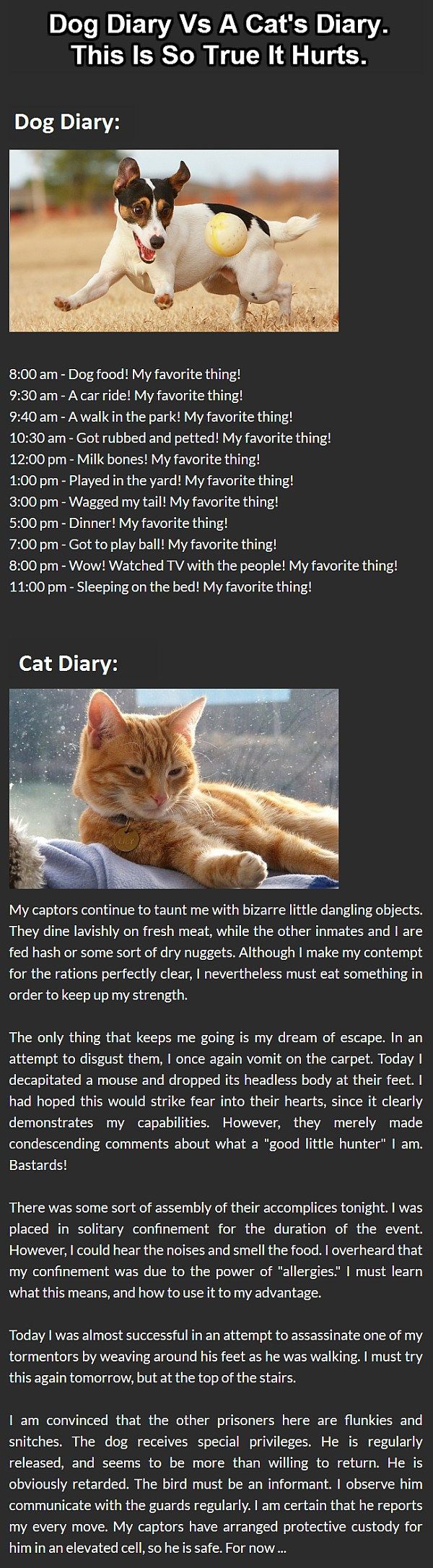 f93b7cda12b12298fabdba3cb963e428--unusual-pets-cat-diary.jpg