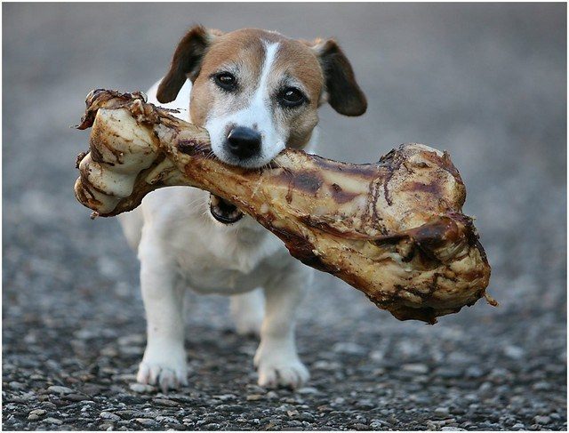 Dog-with-bone.jpg