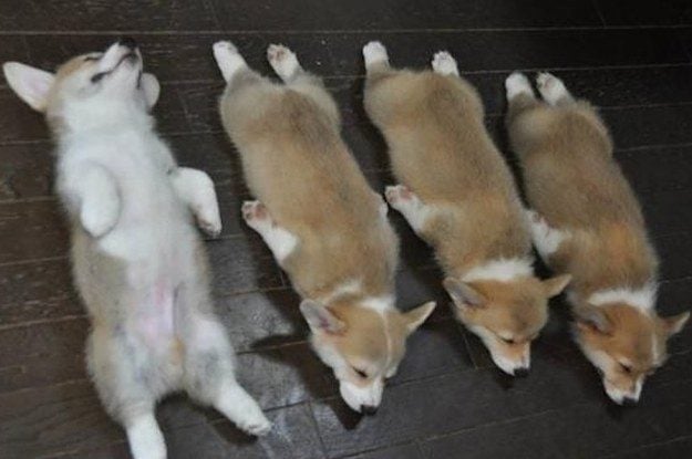 sploot-so-hard-mothercorgis-gonna-fine-me-2-18256-1444861138-8_dblbig.jpg