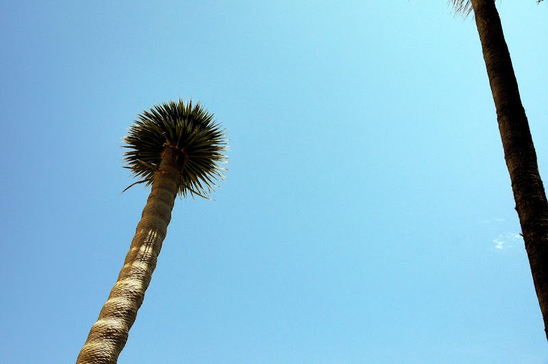 PalmTree.jpg