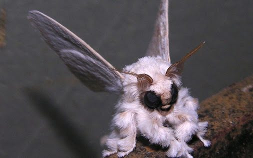 Venezuelan-poodle-moth.jpg