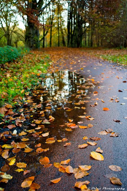 Fall_Leaves_Reflection.jpg