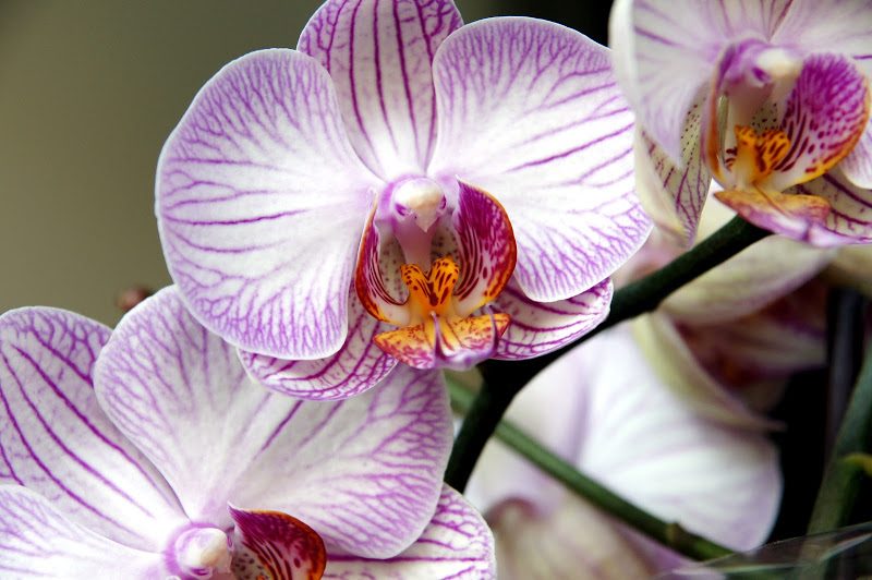 Orchids1.jpg