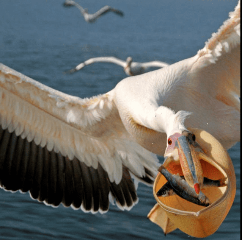 Пеликан ловит рыбу