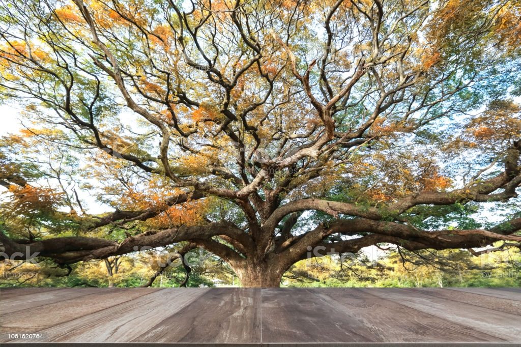 empty-wooden-table-with-big-tree-as-background-picture-id1061620764