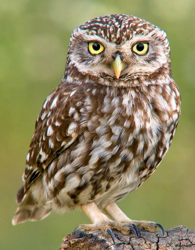 little-owl-portrait.jpg