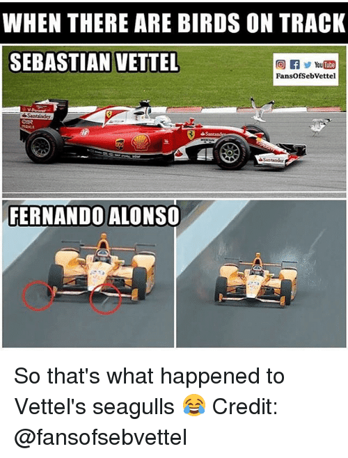 when-there-are-birds-on-track-sebastian-vettel-if-youtube-20955416.png