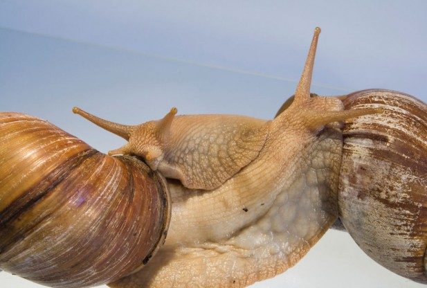 cute-snail-hug.jpg