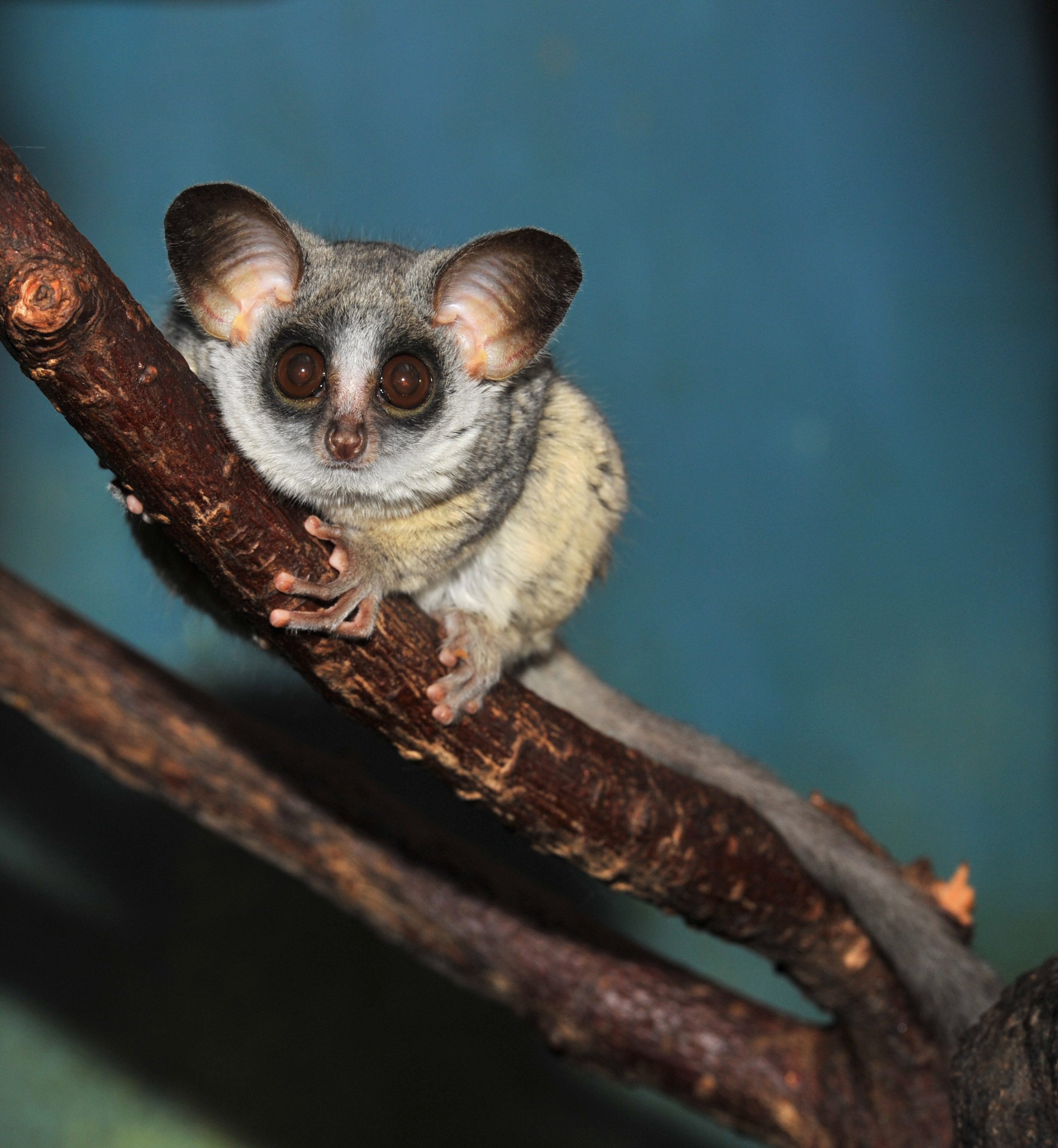 bushbaby-crop.jpg