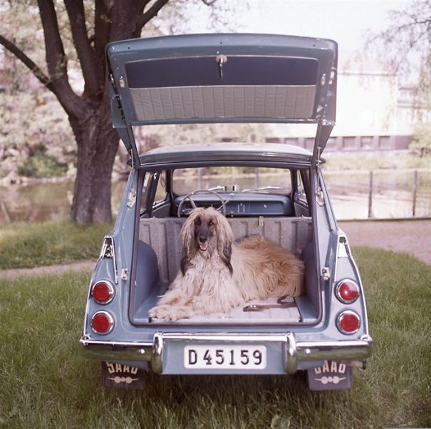 vintage-station-wagon-car-60s-photography-23-5bb74bdd476eb__605.jpg