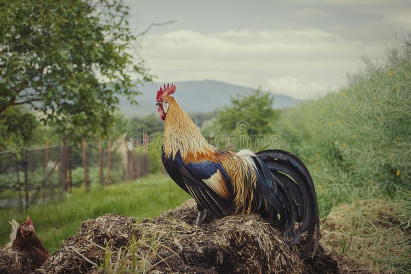 closeup-golden-rooster-standing-pile-manure-traditional-rural-barnyard-morning-free-range-farming-portrait-colorful-183445742.jpg