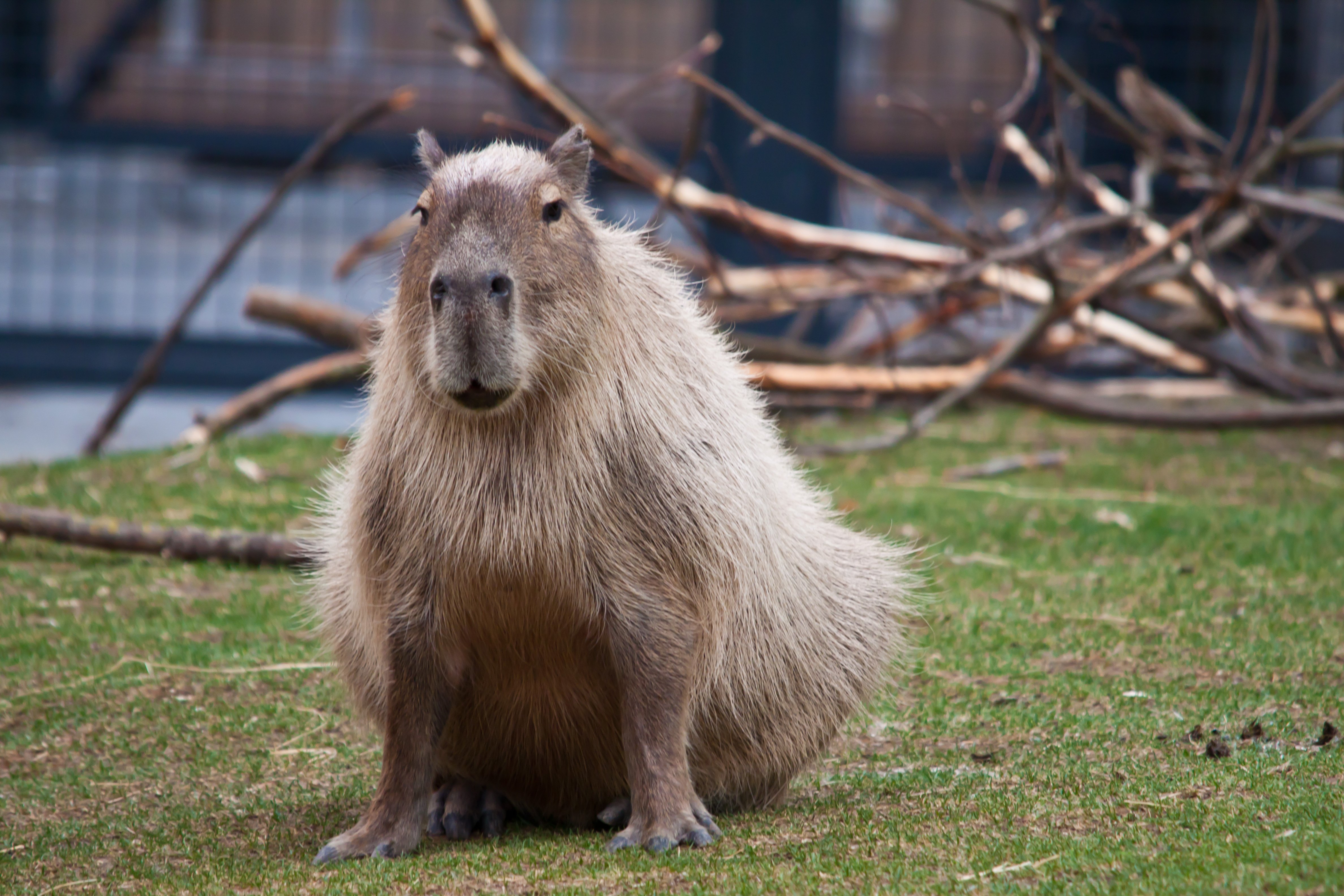 Capybara_%285826255818%29.jpg