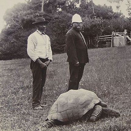 Jonathan-the-tortoise-1900.jpeg