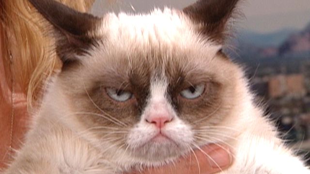 100912_grumpy_cat_640.jpg