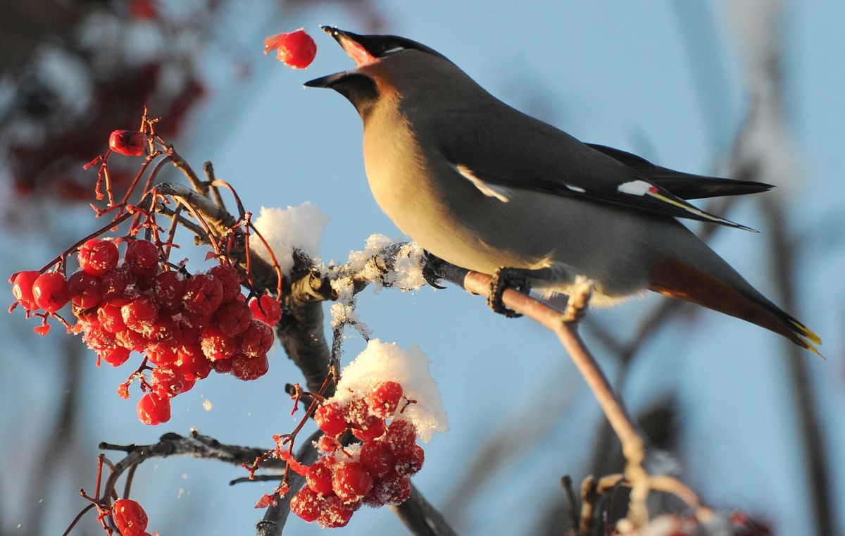 Waxwing.jpg